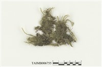 藏品(蔭生羽蘚)的圖片